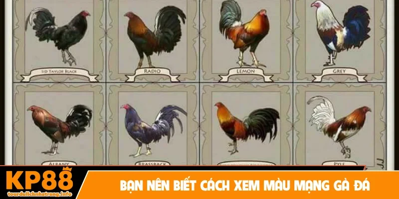 Bạn nên biết cách xem màu mạng gà đá