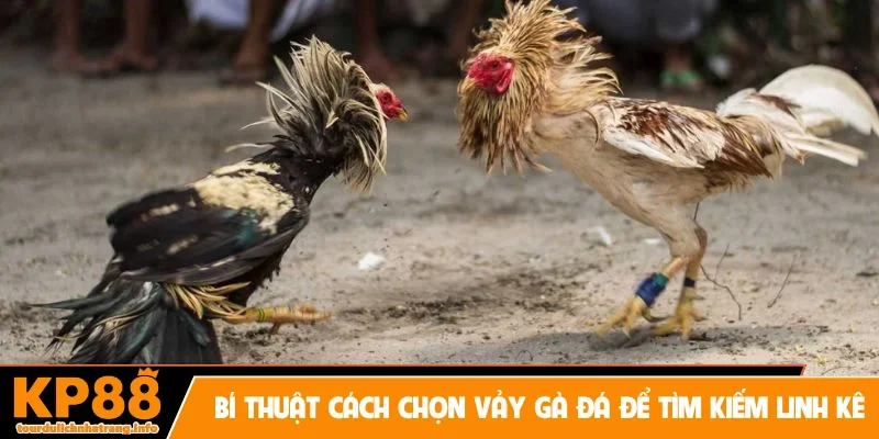 Bí thuật cách chọn vảy gà đá để tìm kiếm linh kê