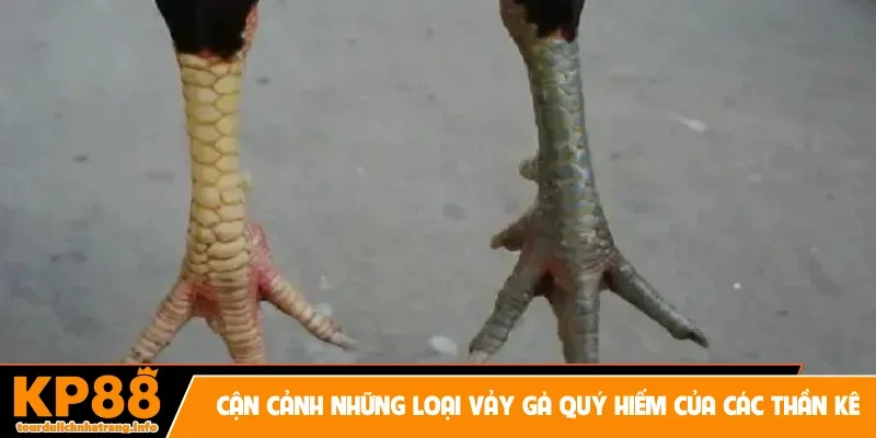 Cận cảnh những loại vảy gà quý hiếm của các thần kê