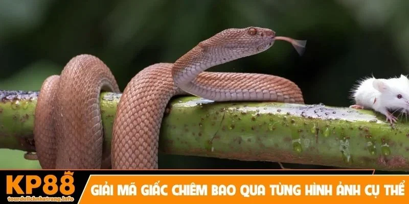 Giải mã giấc chiêm bao qua từng hình ảnh cụ thể