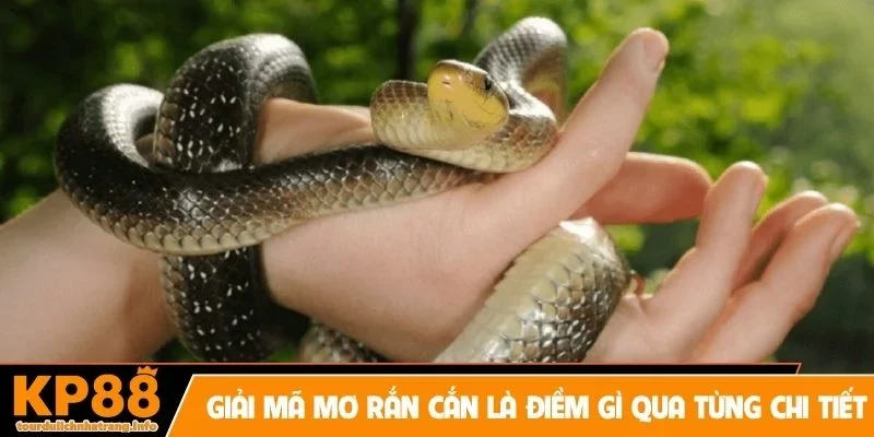 Giải mã mơ rắn cắn là điềm gì qua từng chi tiết