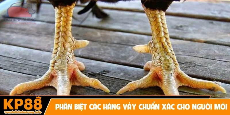 Phân biệt các hàng vảy chuẩn xác cho người mới