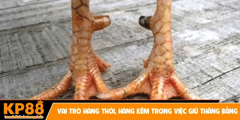 Vai trò hàng thới, hàng kẽm trong việc giữ thăng bằng